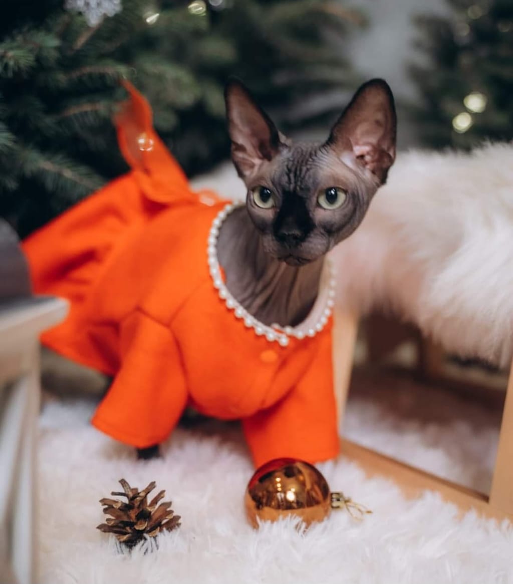 Client reference photo 6